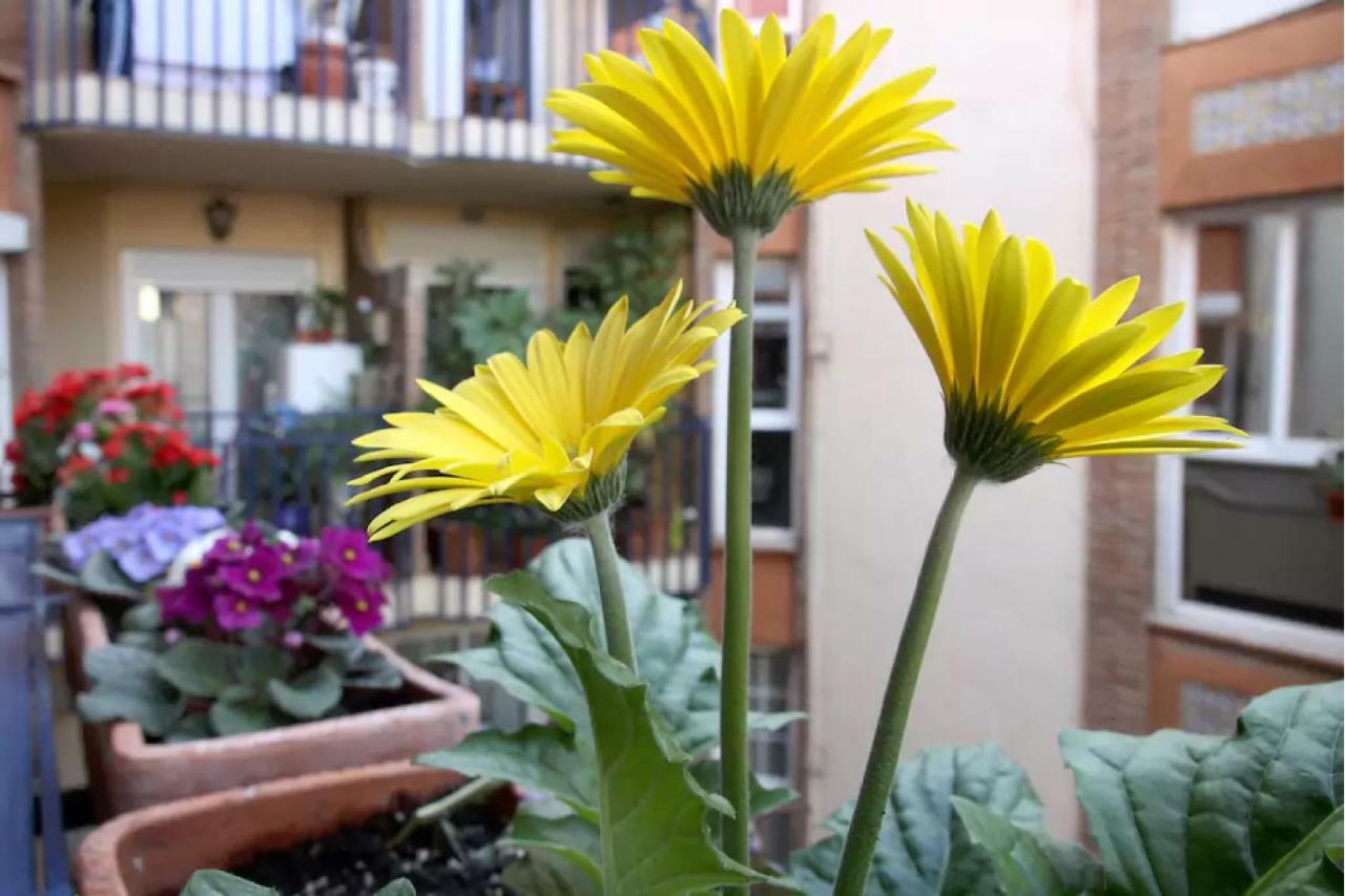 Apartamento Azahara 科爾多瓦 外观 照片
